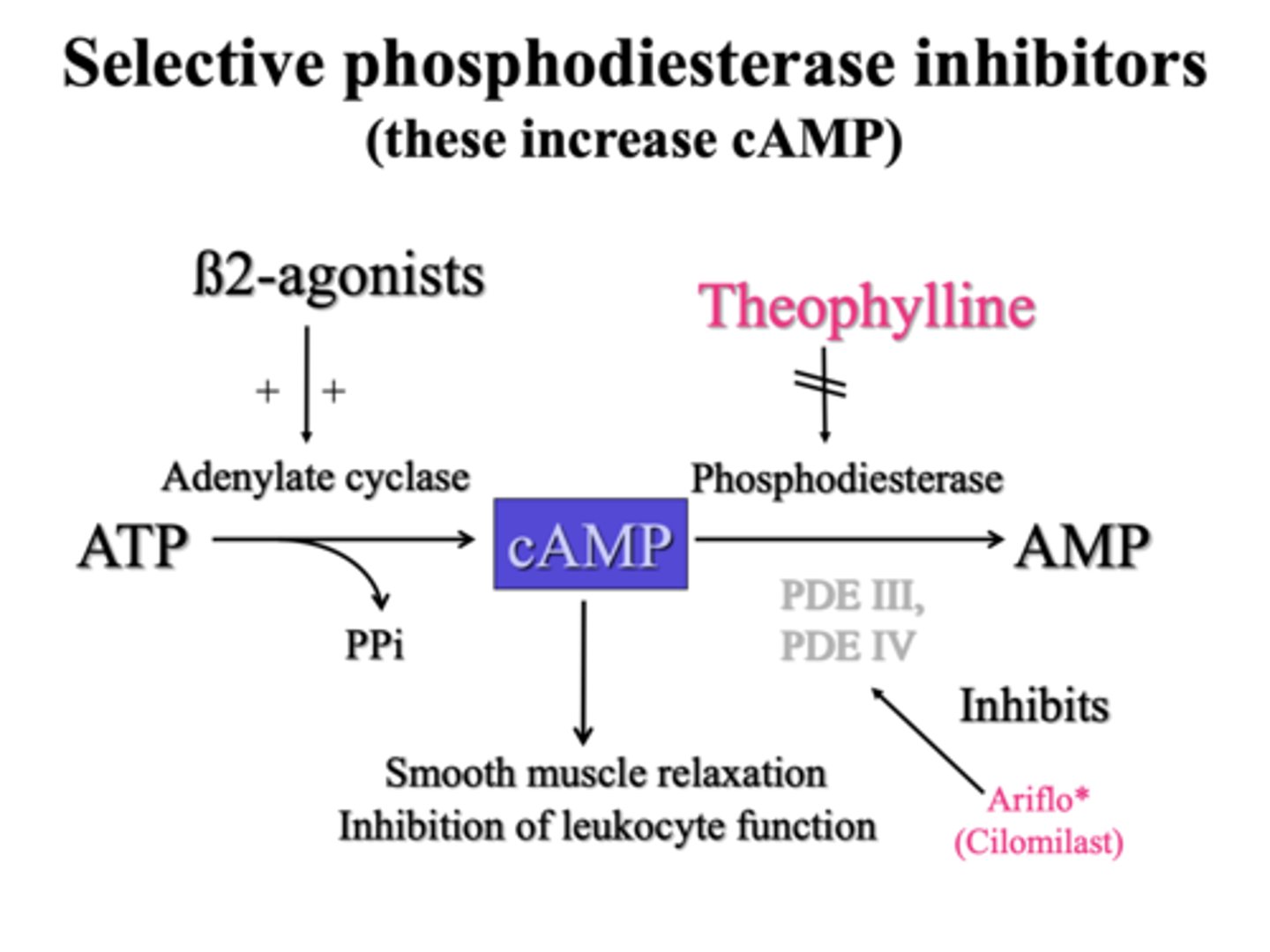 <p>Phosphodiesterase inhibitors inhibit the activity of phosphodiesterase. Therefore, more cAMP is available to activate PKA and trigger bronchodilation via</p><p>1. Calcium sequestration into SR</p><p>2. Inactivate MLCK</p><p>3. Open K+ - hyperpolarisation of cells inhibitors Ca2+ voltage dependent channels.</p>