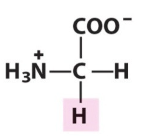 <p>Name the amino acid.</p>