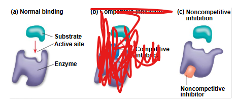 <p>How do Non-Competitive Inhibitors?</p>