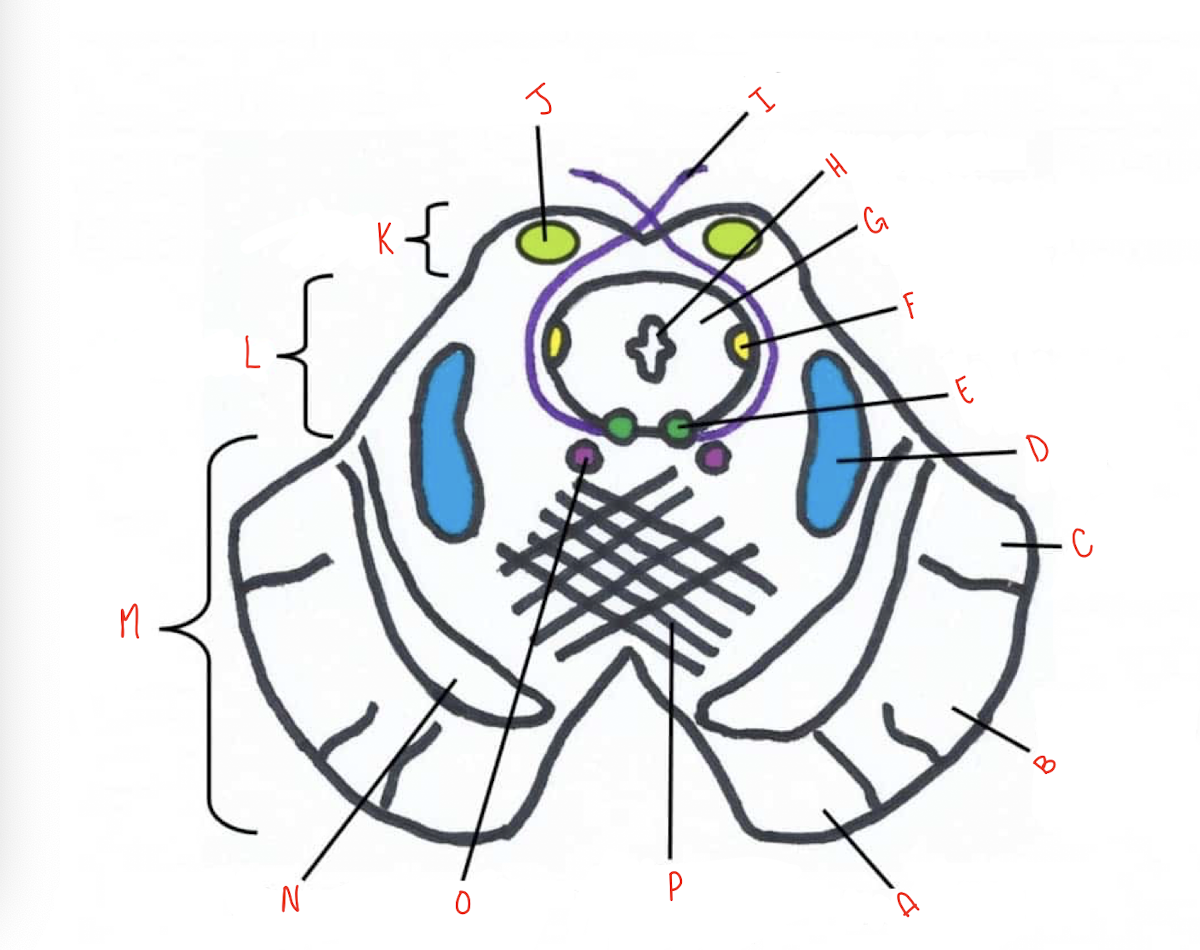 <p>What structure of the sliced inferior colliculus section of the midbrain is labeled M?</p>