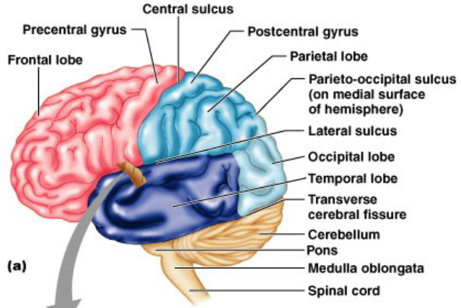 <p>Cerebrum</p>