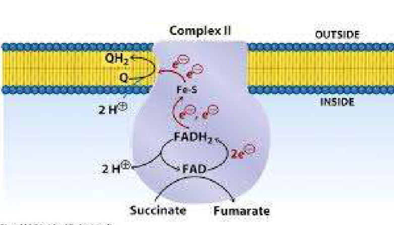 <ul><li><p class="my-2 [&amp;+p]:mt-4 [&amp;_strong:has(+br)]:inline-block [&amp;_strong:has(+br)]:pb-2">Catalyzes the 6th step of the TCA cycle: converts succinate to fumarate, reducing FAD to FADH2</p></li><li><p class="my-2 [&amp;+p]:mt-4 [&amp;_strong:has(+br)]:inline-block [&amp;_strong:has(+br)]:pb-2">In the electron transport chain, oxidizes FADH2 back to FAD by transferring 2 H to iron-sulfur (FE-S) clusters and then to ubiquinone (forming ubiquinol)</p></li><li><p class="my-2 [&amp;+p]:mt-4 [&amp;_strong:has(+br)]:inline-block [&amp;_strong:has(+br)]:pb-2">Pumps no protons across the membrane, so FADH2 produces less ATP than NADH (big diff. form other complexes)</p></li></ul><p></p>
