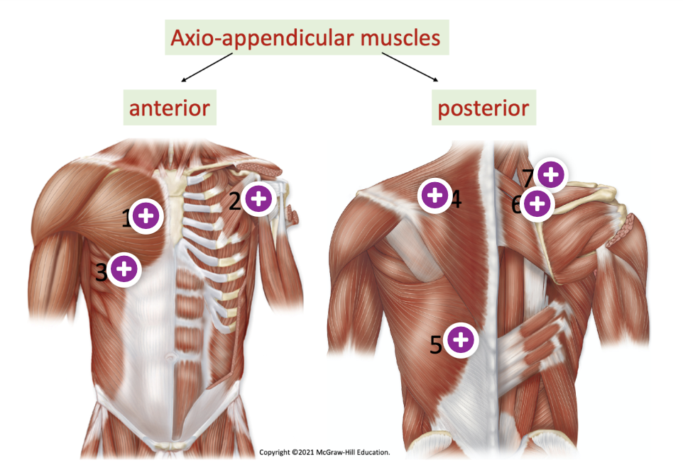 <p>trapezius - 4, latissimus dorsi - 5, pectoralis major - 1</p>