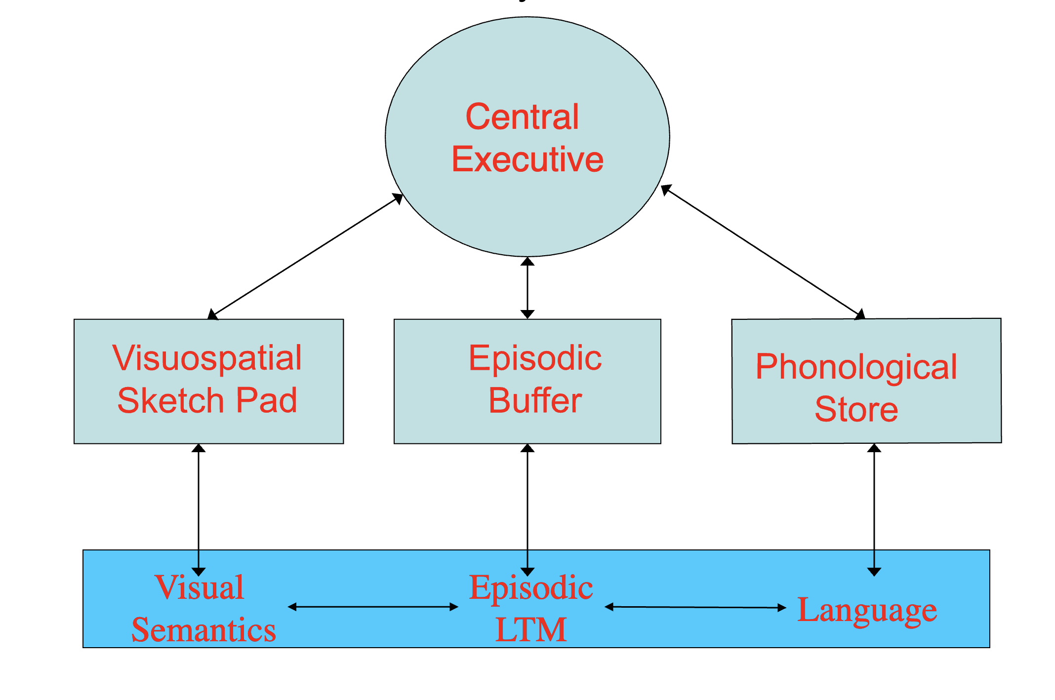 <p>limited capacity temporary storage system controlled by CE that works with LTS</p>