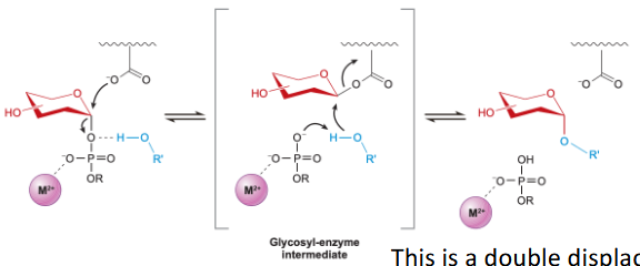 <p>double displacement mechanism, same sterochem</p>