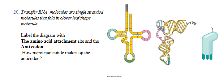 <p>bottom of clover green loop</p>