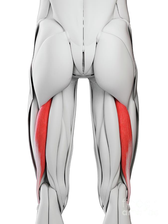 <p>biceps femoris</p>