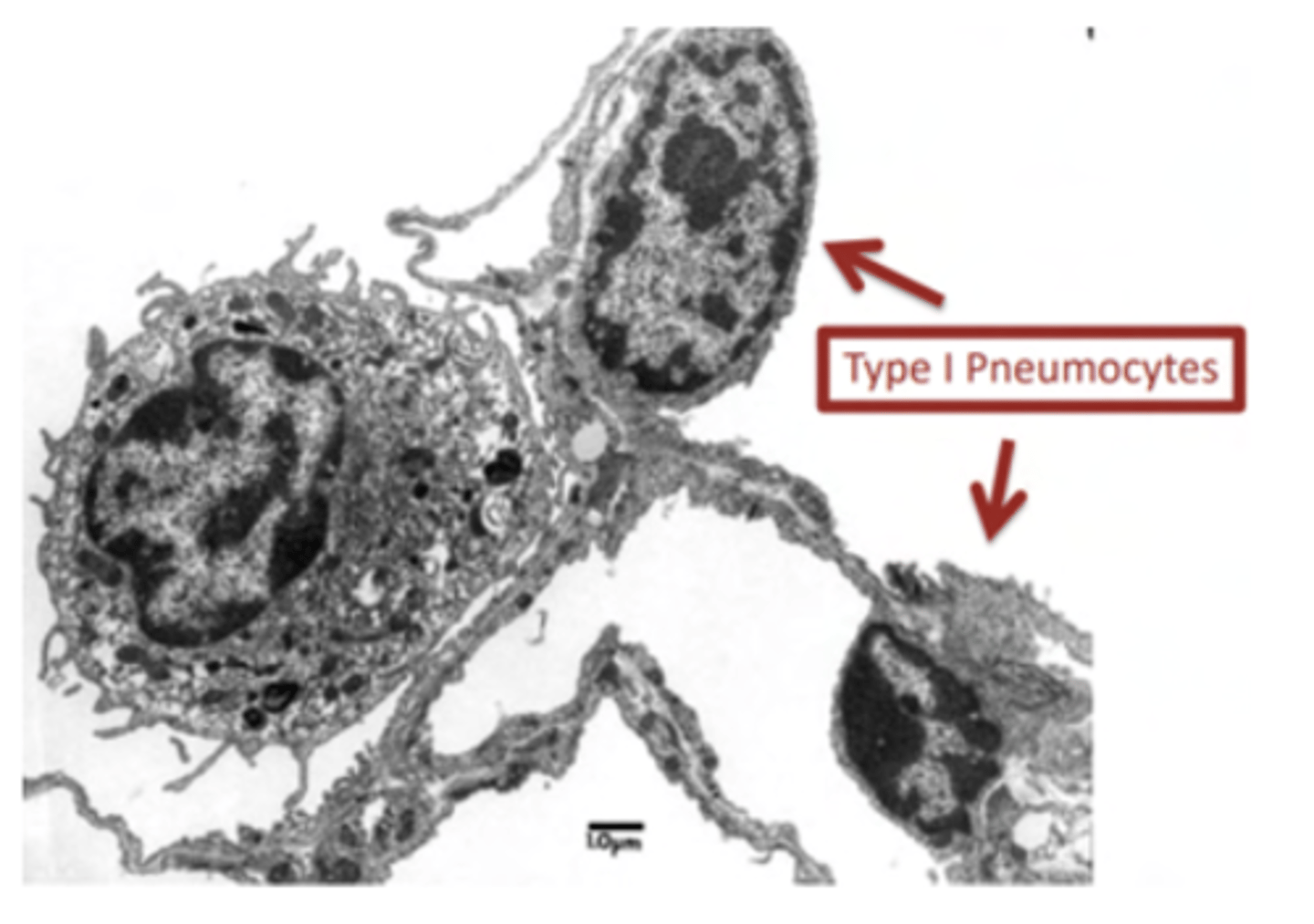 <p>They are involved in gas exchange</p>