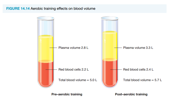 <ul><li><p>Total blood volume may rise by up to 25% for an average adult male, red blood cells and haemoglobin content increase, enhancing oxygen delivery to muscles (oxygen carrying capacity of the blood may also rise)</p></li></ul><p></p>