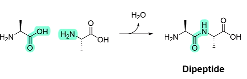 <p>Amide bonds between AAs are formed by a condensation reaction.</p>