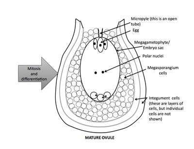 <p>Rank stages of angiosperm seed development</p>