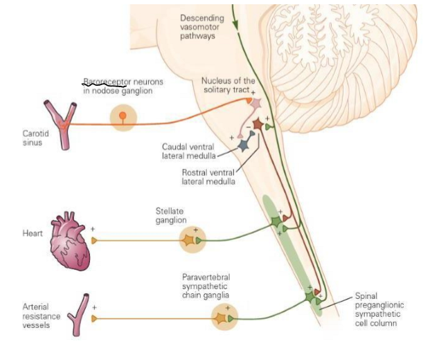 <ul><li><p><strong>Baroreceptors</strong> in carotid sinus detect pressure</p></li><li><p>Medulla integrates signals → <strong>sympathetic</strong> system increases cardiac output and vasoconstriction</p></li><li><p>Increases mean arterial pressure</p></li></ul><p></p>