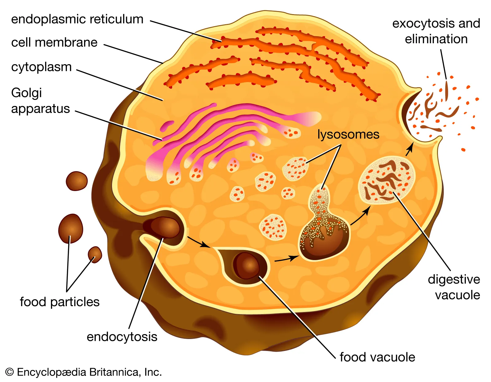 <p>DIGESTIVE plant for proteins, fats, &amp; carbs</p><p>Transports undigested material to cell membrane for removal</p><p>Digest damaged and degraded cell parts or macromolecules </p><p>Contains hydrolic enzymes for digestion </p><p>The cell will break down if the lysosome explodes</p>