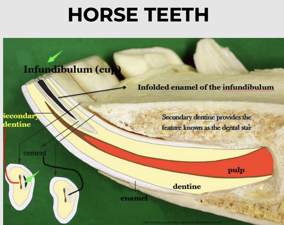 <p>As tooth continually erupts and wear down, the appearance of the occlusal surface changes</p><p></p><p>Tissues wear at varying rates</p><p></p><p>An infundibulum is a cup/funnel-shaped invagination of enamel</p><p></p><p>Wear causes the cup to get smaller and eventually disappear from all l<strong>ower incisors</strong>, leaving the <strong>enamel spot</strong> in its place</p><p></p><p>Secondary dentin (forms dental stars on worn surface</p><p>of tooth)</p>