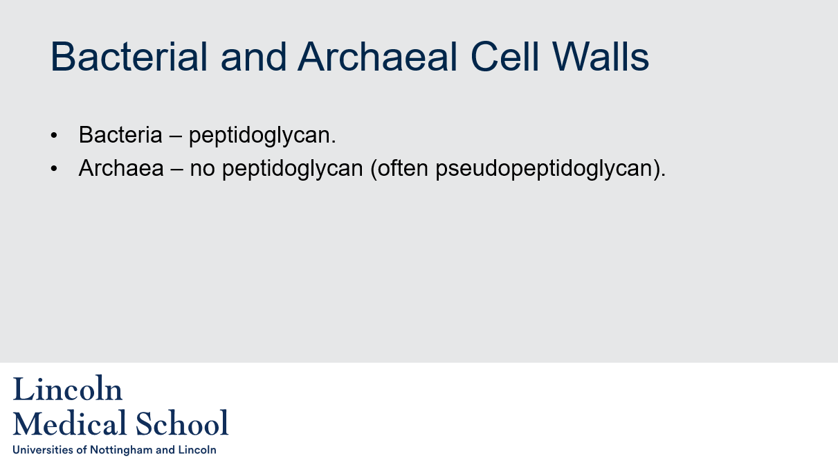 <ol><li><p>The main component of bacterial cell walls is peptidoglycan.</p></li><li><p>No, archaea do not have peptidoglycan in their cell walls. They often have pseudopeptidoglycan instead.</p></li></ol>