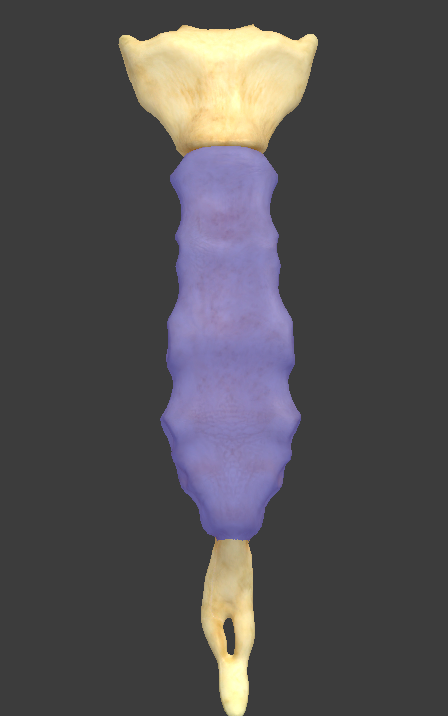 <p>What is the highlighted structure?</p>