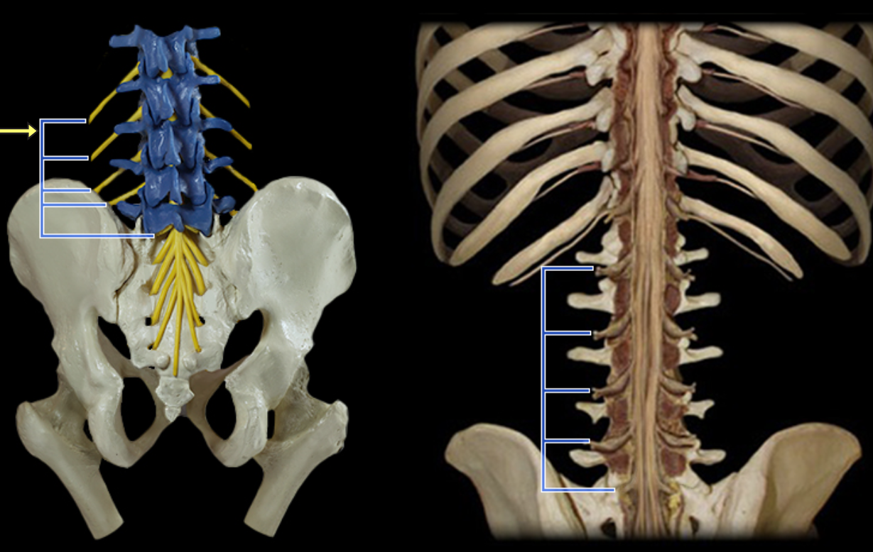 <p>Ventral rami of lumbar spinal nn.</p>