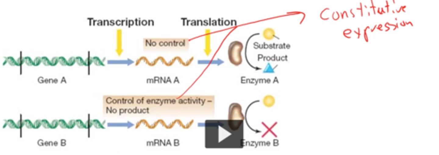 <p>because pheomelanin is made continuously, not just during a specific time in development</p>