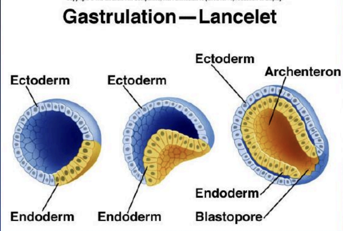 <p>Ektoderm - endoderm - mezoderm</p>