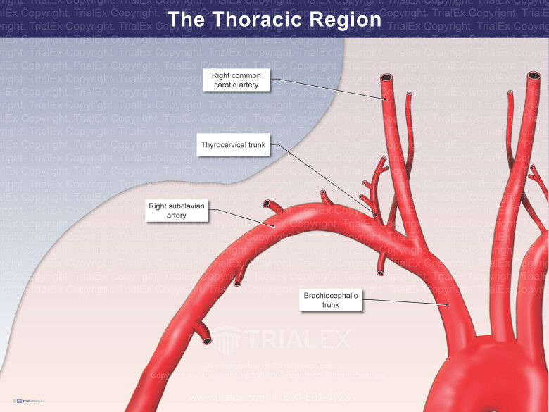 <p><strong>aorta→(left) subclavian artery/brachiocephalic to right subclavian→thyrocervical artery </strong>What does the <strong>thyrocervical artery</strong> provide blood to</p>