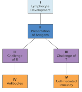 <ol><li><p>lymphocyte development</p></li><li><p>presentation of antigens</p></li><li><p>antigen challenge of B and T lymphocytes</p><ol><li><p>B - antibody production and response</p></li><li><p>T - cell-mediated immunity</p></li></ol></li></ol>
