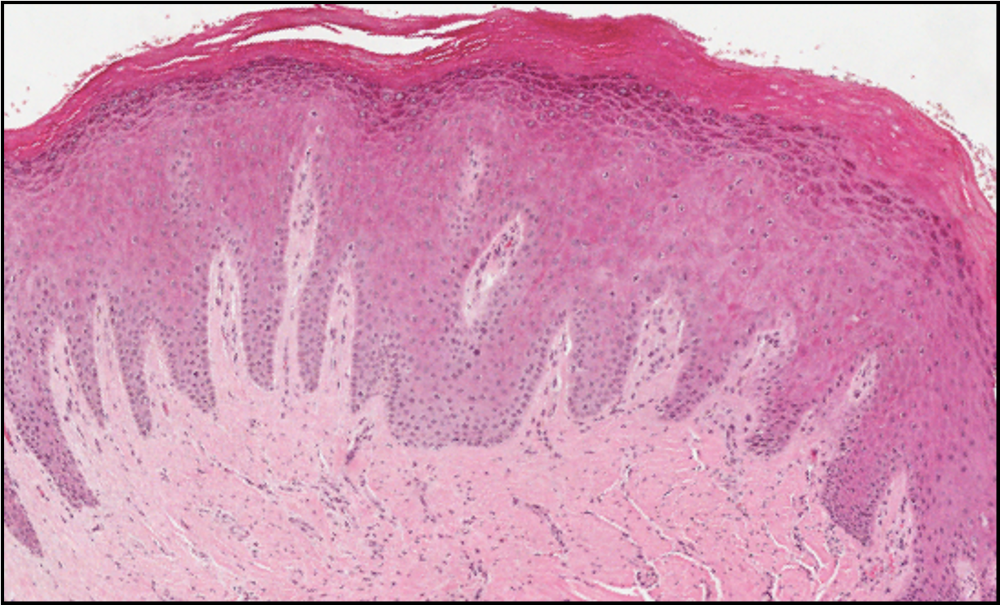 <p>describe this histological image </p>