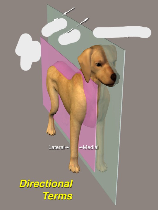 <p>Parallel to the median plane and also divides the body into left and right parts, but not necessarily equal.</p>
