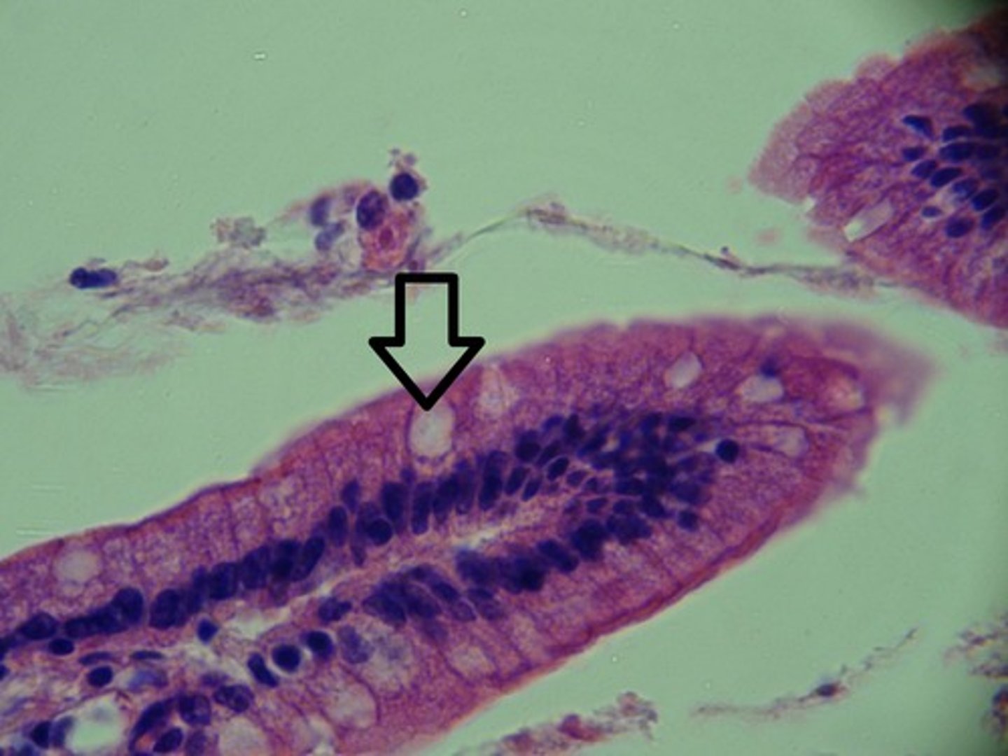<p>unicellular exocrine "gland" interspersed between columnar or pseudostratified columnar epithelial cells of mucous membranes; release mucin</p>