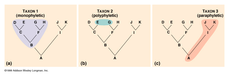 <p><span><span>Sometimes called a clade, </span></span>includes an ancestral taxon and all of its descendants<span><span>. A monophyletic group can be separated from the root with a single cut,</span></span></p>