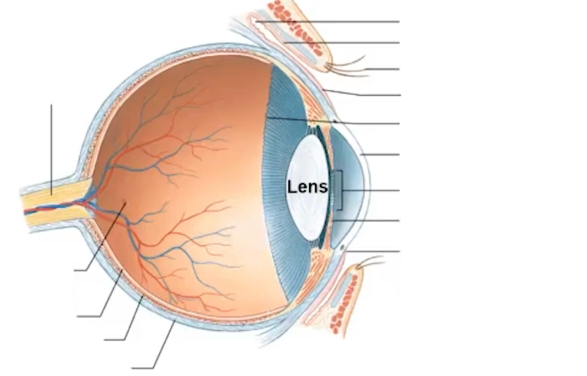 <p>label sectional anatomy of eye</p><p></p><p></p><p>SYSTEM: Nervous System</p><p>SUBSECTION: Special Senses - Vision</p><p>NOTE: None</p><p></p><p></p><p>CUE: None</p>