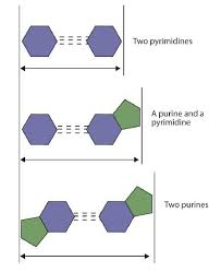 <p>It ensures uniform width of the DNA molecule.</p>