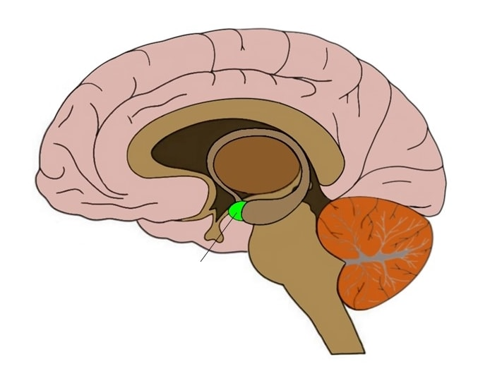 <p>Located near hippocampus. Responsible for fear responses and memory of fear. Information from senses goes here first to respond to danger.</p>