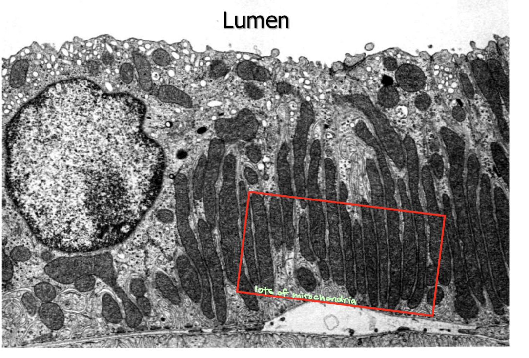 <p>mitochondria </p>