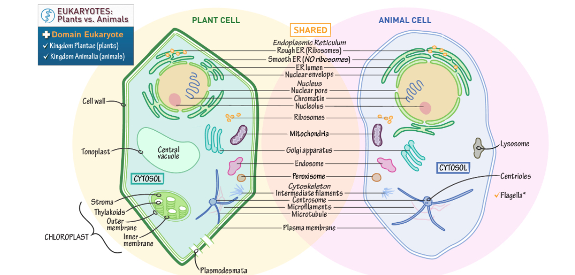 <p><span>Plant vs animal cell</span></p>