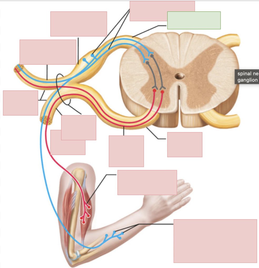 <p>sensory fibers only</p>