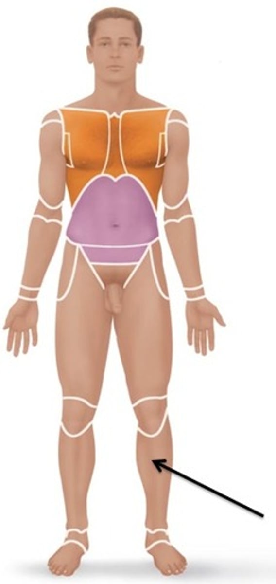 <p>Relating to the leg.</p>