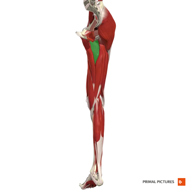 <p>Adducts and flexes thigh at hip and rotates thigh </p>