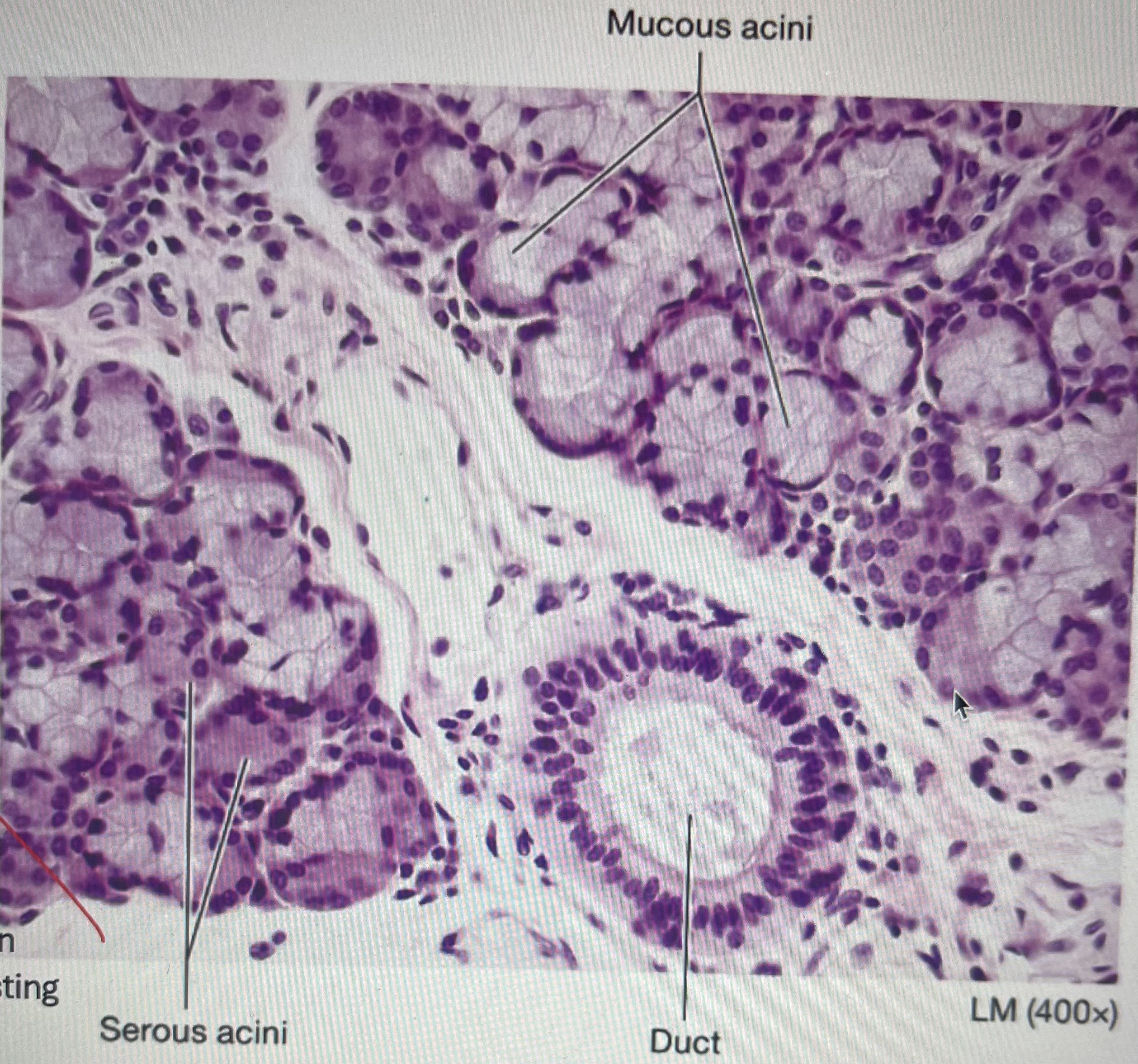<ul><li><p>serous acini: produces saliva (dark pink circles</p></li><li><p>mucous acini: produces lubricating mucus (light circles)</p></li></ul>
