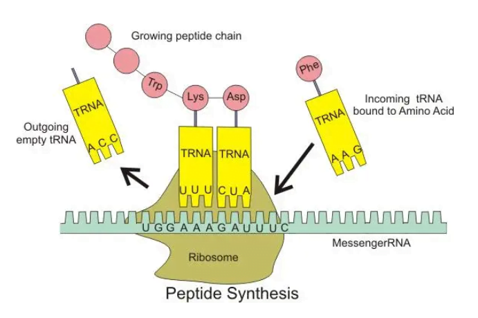 <p>Transfer RNA frakter aminosyrer til ribosomene under proteinsyntesen.</p>