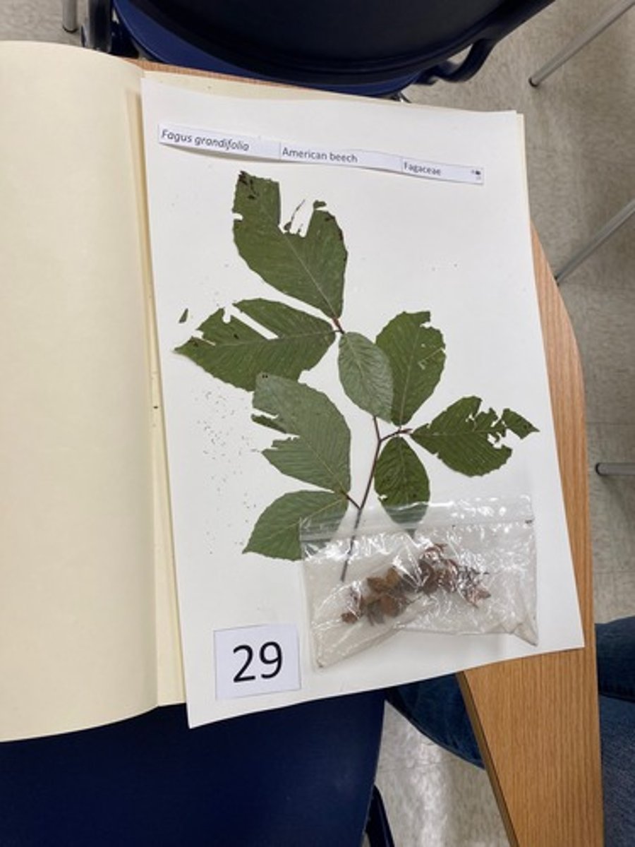 <p>Fagus grandifolia (Fagaceae)</p>