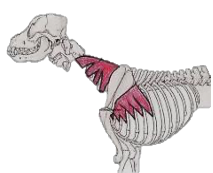 <p>Has TWO <strong>origins</strong></p><ul><li><p>Thoracic wall</p></li><li><p>Cervical vertebrae </p></li></ul><p><strong>Insertion -</strong> proximal scapula on the MEDIAL aspect… also proximal to the<u> pivotal point</u> (point of rotation in the scapula)</p><p></p><p><strong>Location -</strong> MEDIAL in relationship to the limb; essentially attaches scapula to the trunk</p><p></p><p>These muscles attach to the proximal aspect of the scapula, and because there are technically two parts to the muscle, the two different parts effect the limb differently when they contract.</p><ul><li><p>The<strong> cranial</strong> portion of the muscle causes<strong> RETRACTION</strong> of the limb when contracted; pulls the dorsal portion of the scapula cranially, causing the remainder of the limb to swing back </p></li><li><p>The <strong>caudal </strong>portion of the muscle causes <strong>PROTRACTION </strong>of the limb; pulls the dorsal aspect of the scapula caudally, causing the remainder of the limb to swing FORWARD</p></li></ul><p></p><p></p>