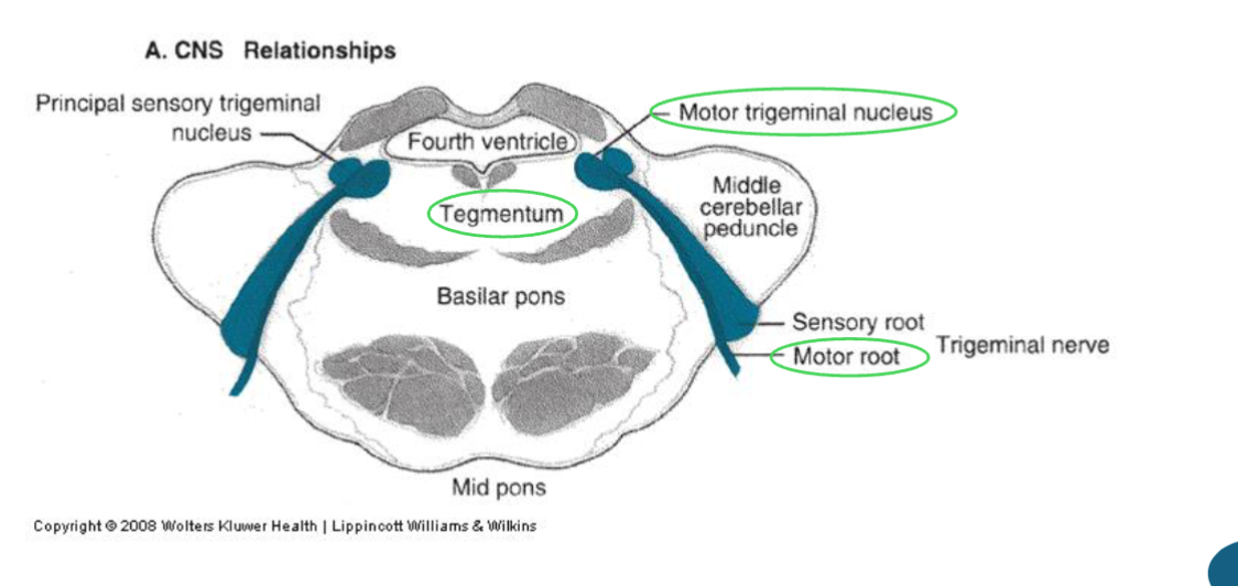 <p><span style="color: rgb(0, 0, 0);">TRIGEMINAL (CN V/5)</span></p>