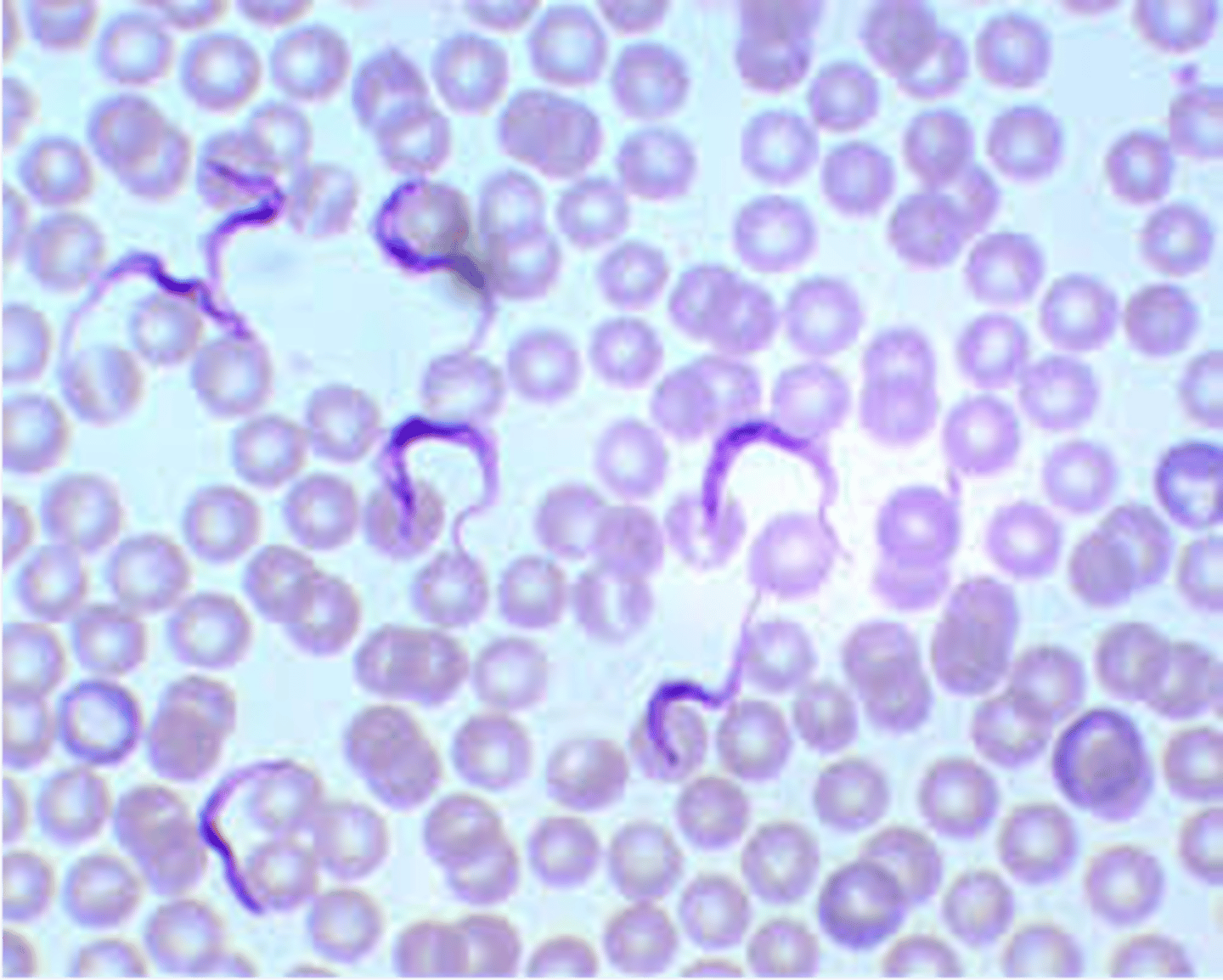 <p>found outside of cell (red blood cels), resembles ribbon, 2-3 blood cells long</p>