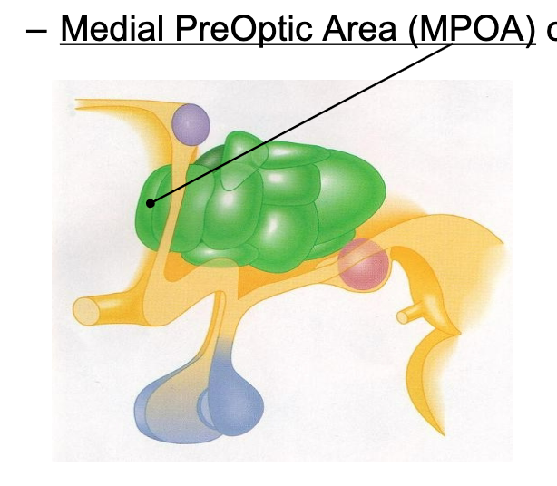 <p>MPOA</p><p>stimulation in rates inc copulation in both males and females</p>