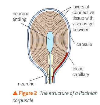 <ul><li><p>Deep within skin, fingers, soles of feet, genitals, joints, nipples</p></li></ul><p></p>