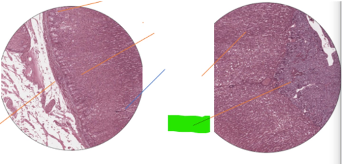 <p>label region and organ</p>
