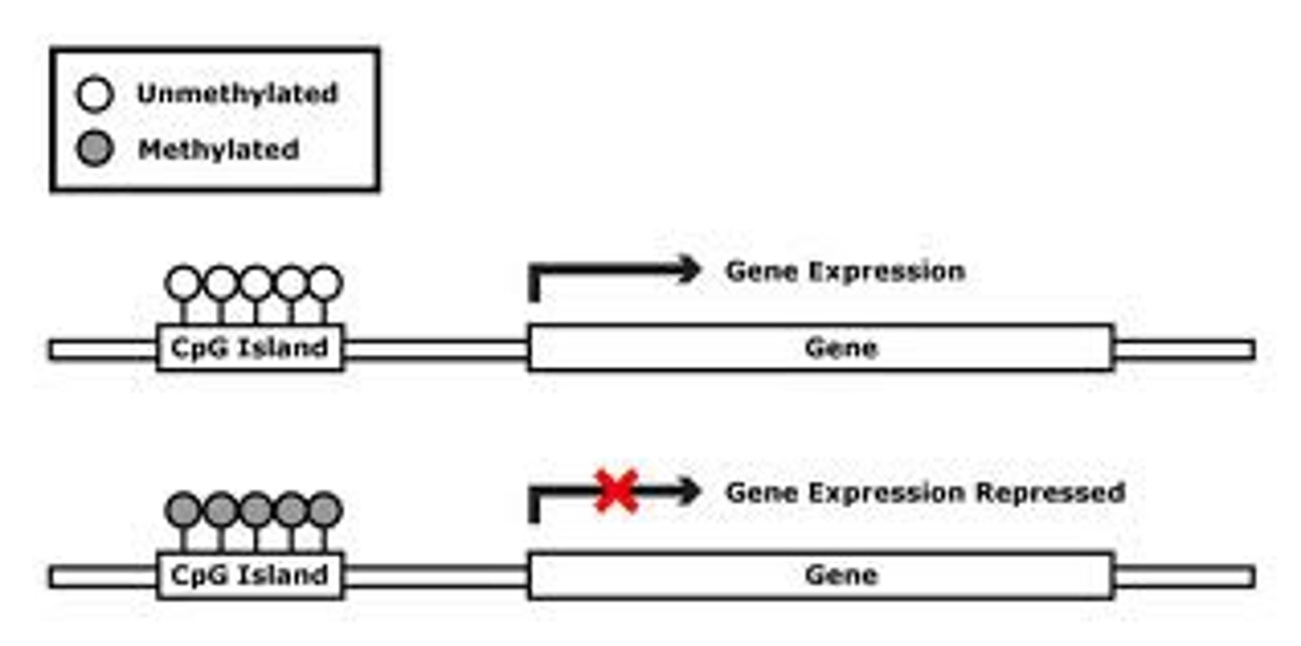 <p>DNA regions rich in C residues adjacent to G residues. Especially abundant in promoters, these regions are where methylation of cytosine usually occurs.</p>