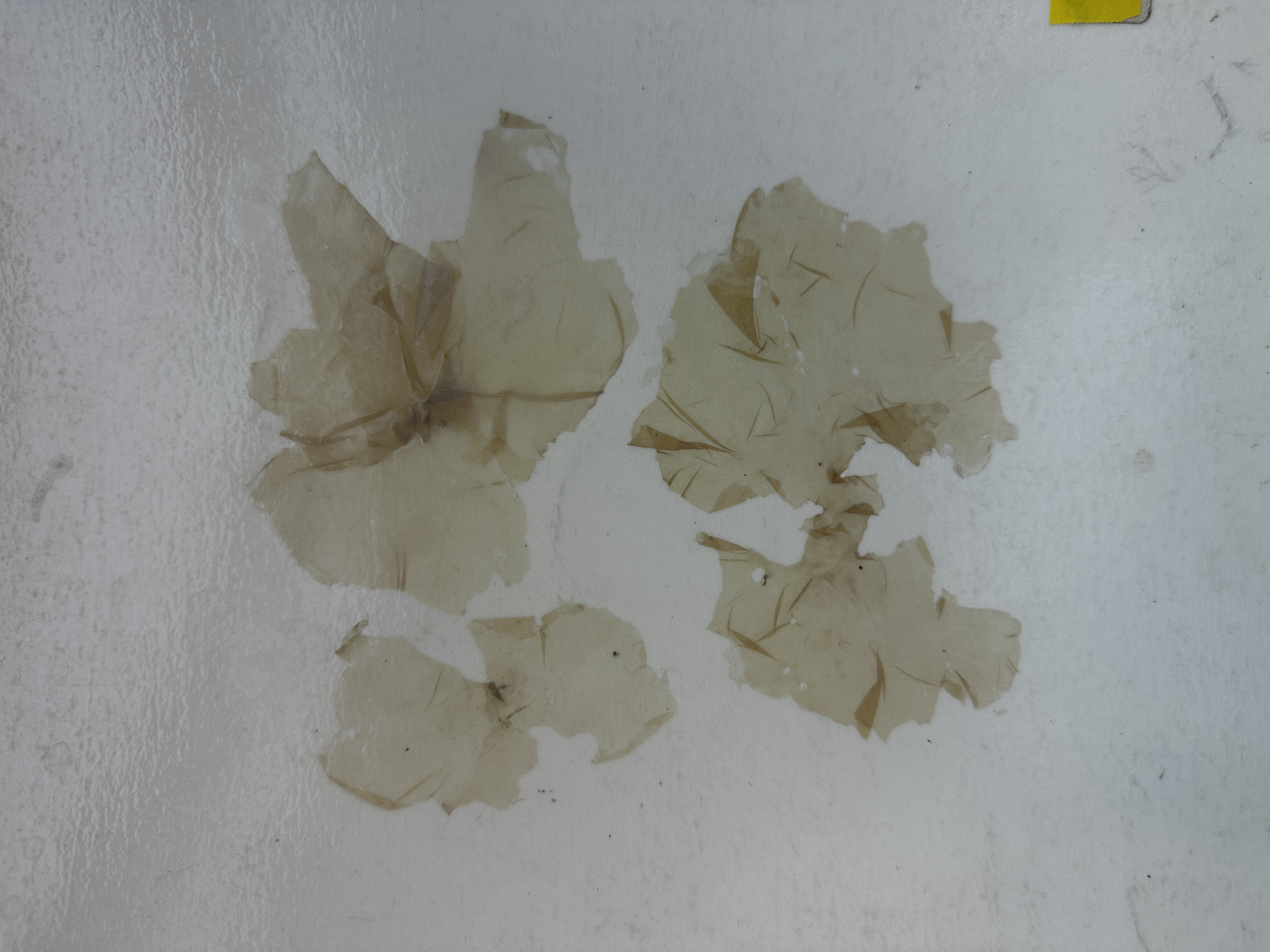 <p>Identify Domain, Major Clade, Kingdom? Clade, Group?, Genus?</p>