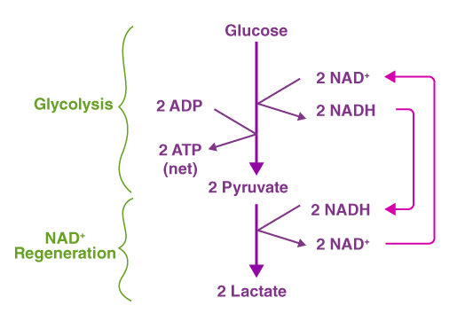 <p>The process of NADH transferring electrons directly to pyruvate thus generating lactate.</p>