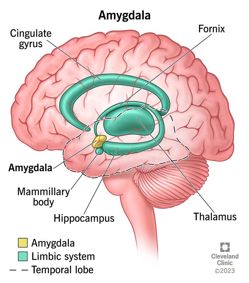 <p><span>A limbic system structure involved in memory and emotion, particularly fear and aggression.</span></p><p>two lima-bean–sized neural clusters in the limbic system; linked to emotion.</p>